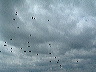 lots_of_paratroopers